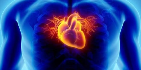493ss_thinkstock_rf_heart_illustration